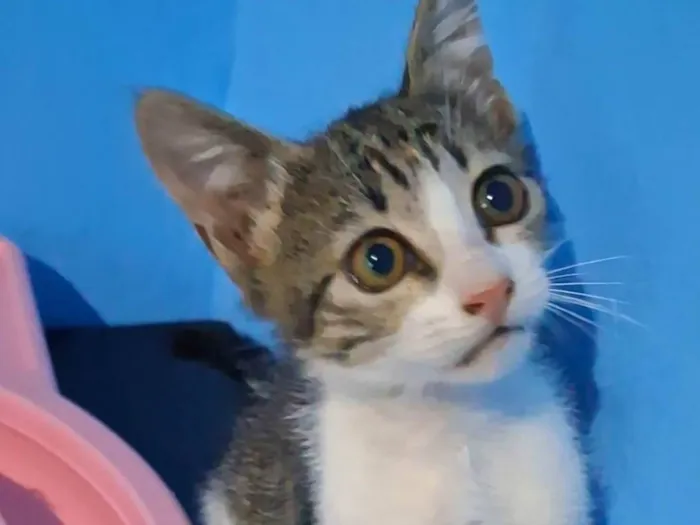 Gato ra a SRD-ViraLata idade 2 a 6 meses nome Bela