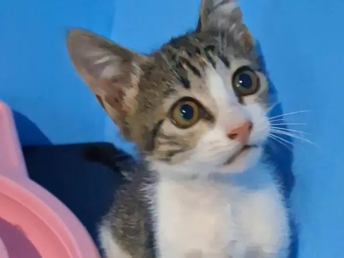 Gato ra a SRD-ViraLata idade 2 a 6 meses nome Bela