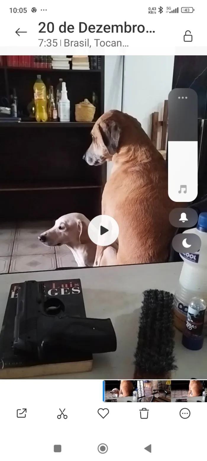 Cachorro ra a SRD-ViraLata idade 6 ou mais anos nome Elke