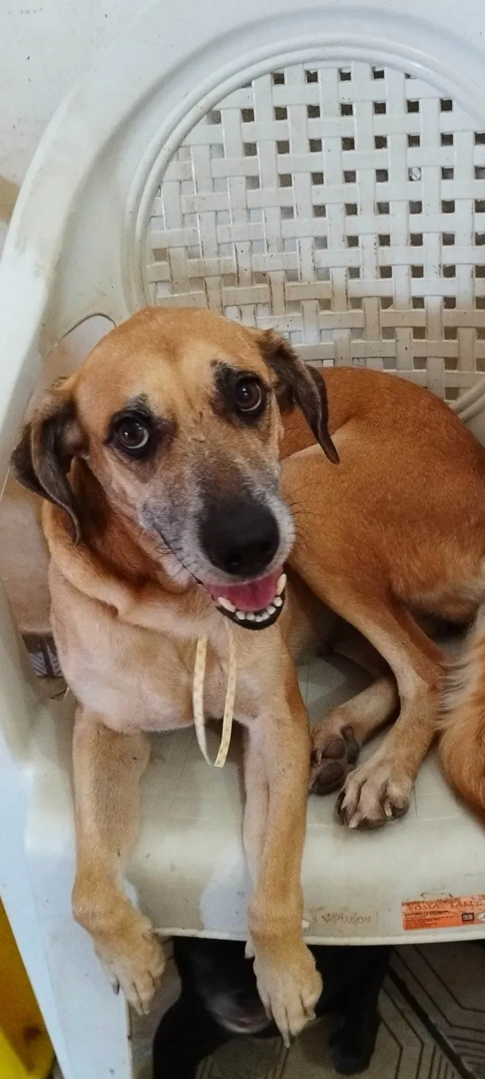 Cachorro ra a SRD-ViraLata idade 6 ou mais anos nome Elke