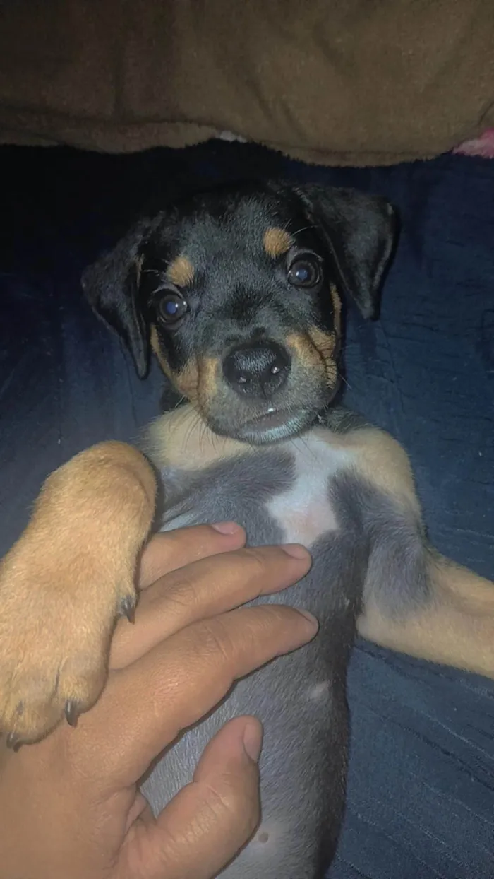 Cachorro ra a SRD-ViraLata idade 2 a 6 meses nome Fred