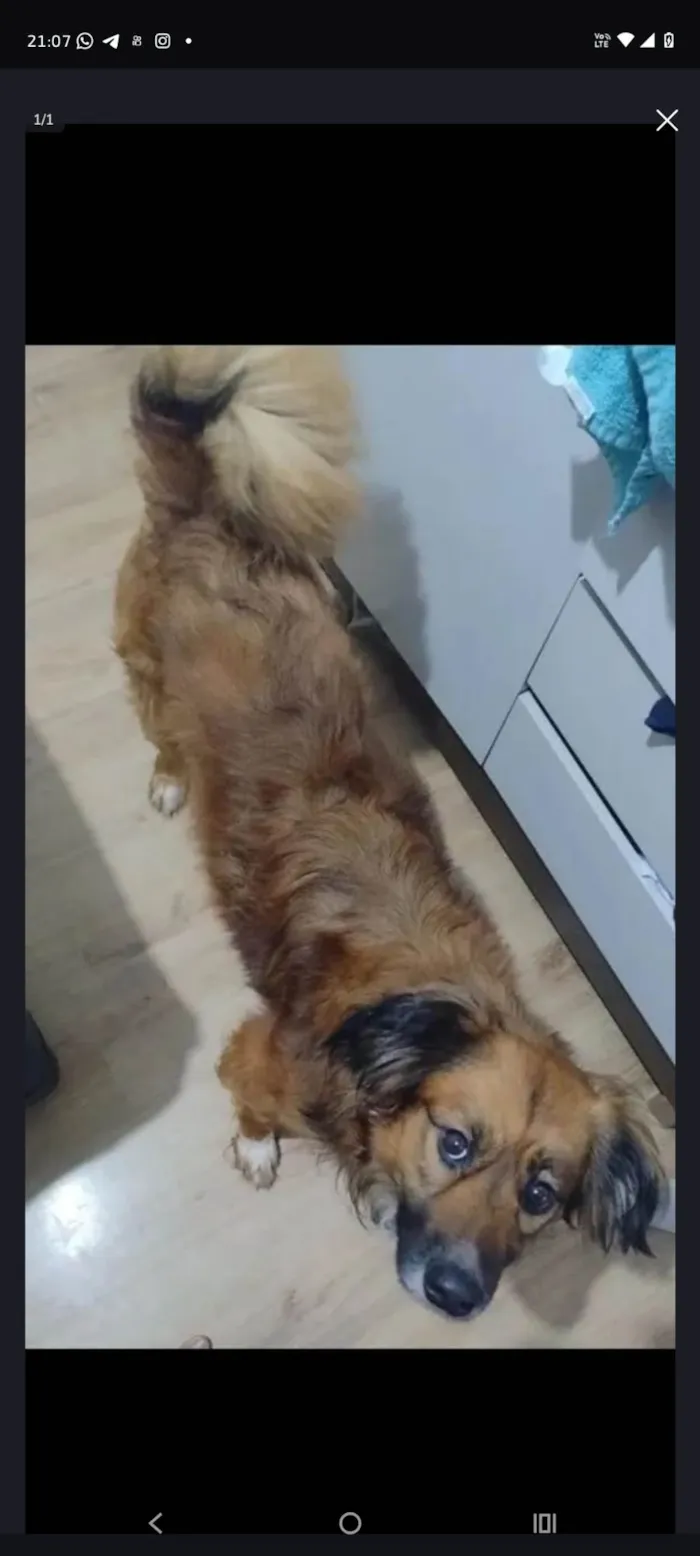 Cachorro ra a SRD-ViraLata idade 2 a 6 meses nome Sheise 