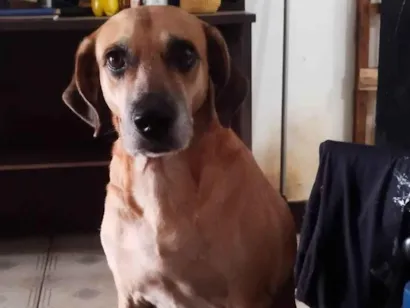 Cachorro raça SRD-ViraLata idade 6 ou mais anos nome Elke