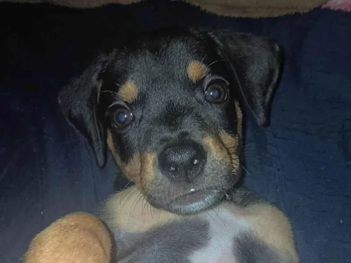 Cachorro ra a SRD-ViraLata idade 2 a 6 meses nome Fred