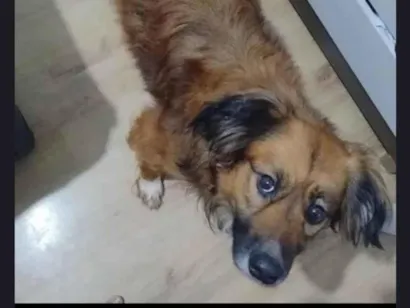 Cachorro raça SRD-ViraLata idade 2 a 6 meses nome Sheise 