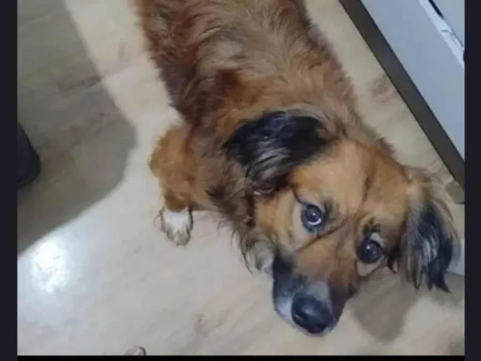 Cachorro ra a SRD-ViraLata idade 2 a 6 meses nome Sheise 