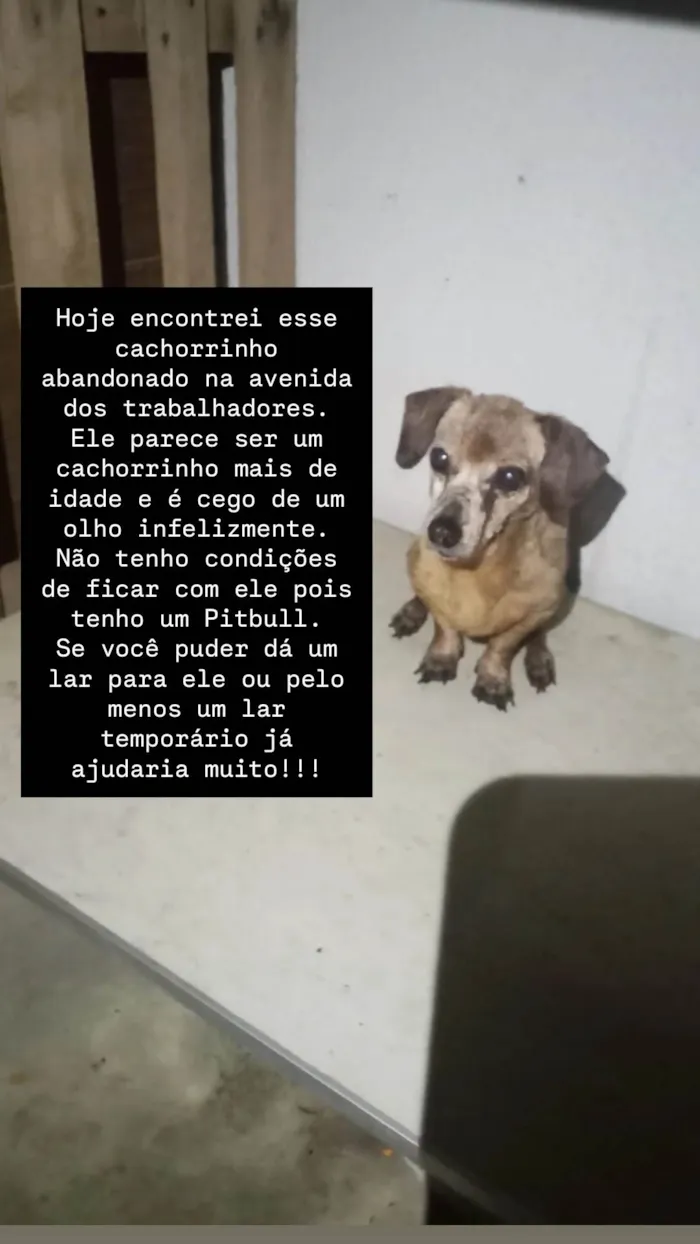 Cachorro ra a SRD-ViraLata idade 6 ou mais anos nome Não sei informar 