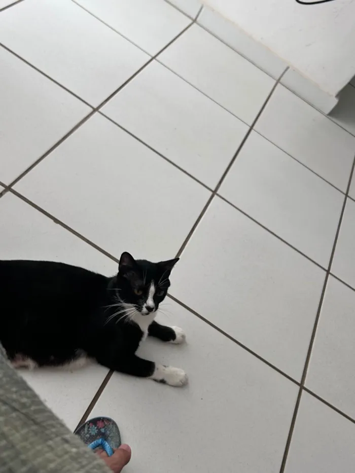 Gato ra a SRD-ViraLata idade 7 a 11 meses nome Arena 