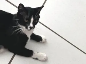 Gato raça SRD-ViraLata idade 7 a 11 meses nome Arena 