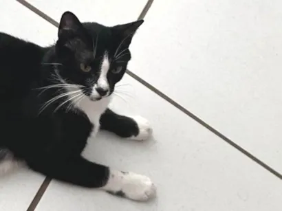 Gato raça SRD-ViraLata idade 7 a 11 meses nome Arena 