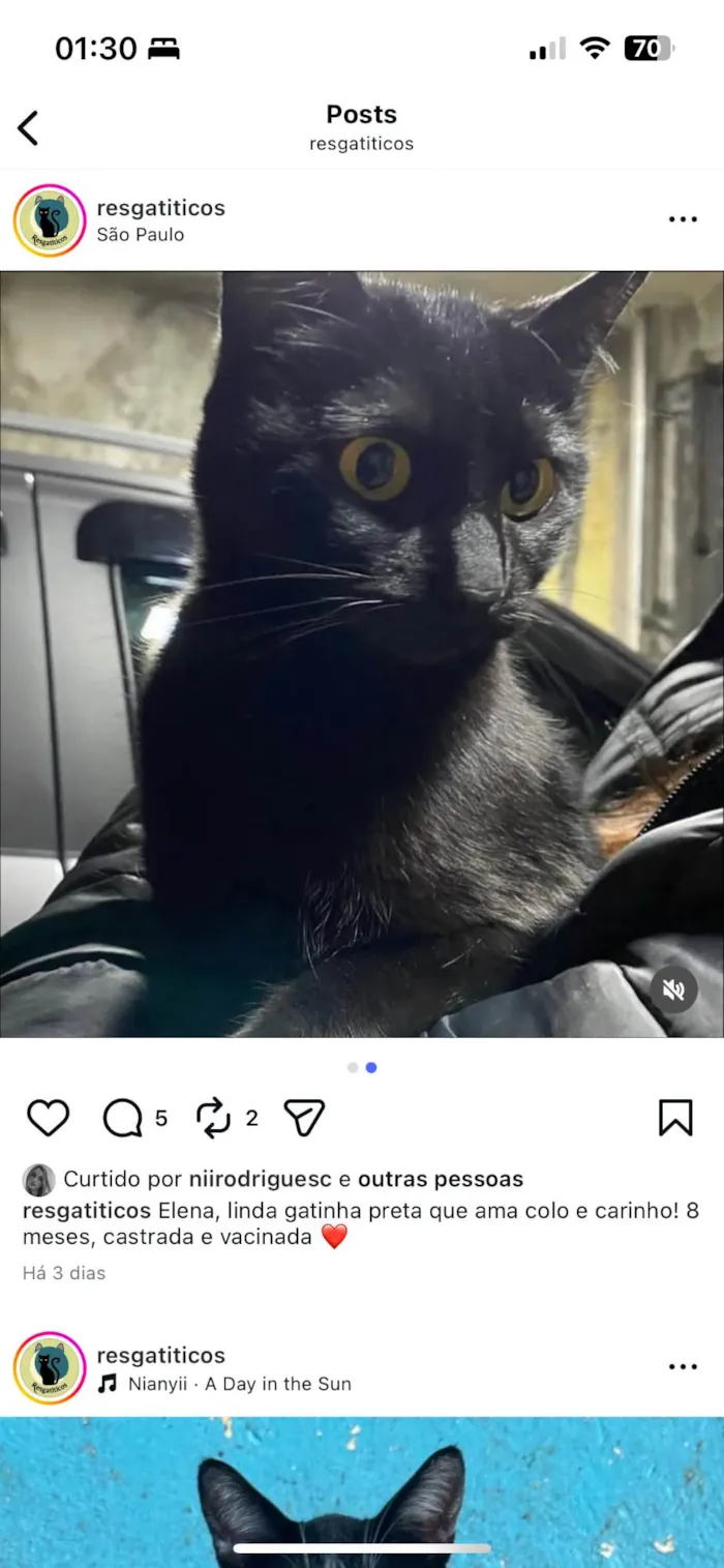 Gato ra a SRD-ViraLata idade 7 a 11 meses nome Elena