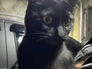 Gato raça SRD-ViraLata idade 7 a 11 meses nome Elena