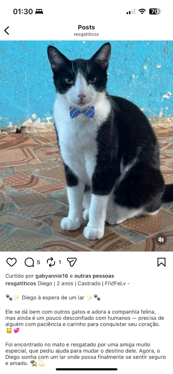 Gato ra a SRD-ViraLata idade 2 anos nome Diego