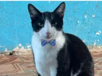 Gato ra a SRD-ViraLata idade 2 anos nome Diego