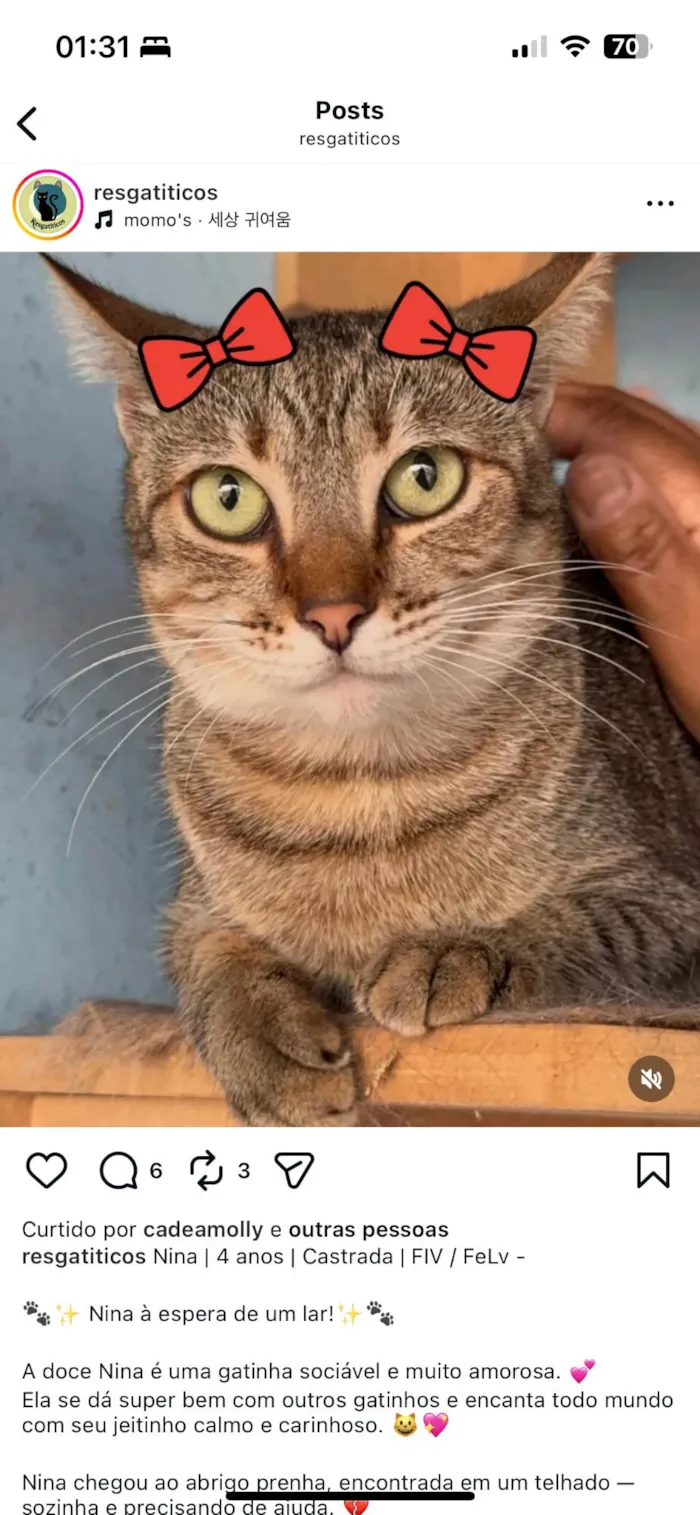 Gato ra a SRD-ViraLata idade 4 anos nome Nina