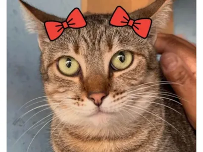 Gato ra a SRD-ViraLata idade 4 anos nome Nina