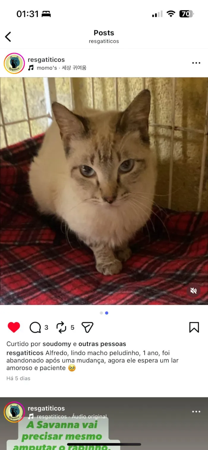 Gato ra a SRD-ViraLata idade 1 ano nome Alfredo