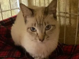 Gato ra a SRD-ViraLata idade 1 ano nome Alfredo