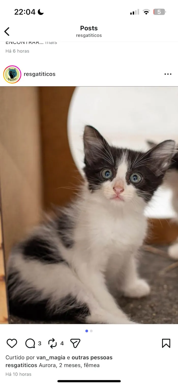 Gato ra a SRD-ViraLata idade 2 a 6 meses nome Aurora