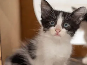 Gato raça SRD-ViraLata idade 2 a 6 meses nome Aurora