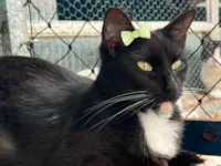 Gato ra a SRD-ViraLata idade 2 anos nome Lupita