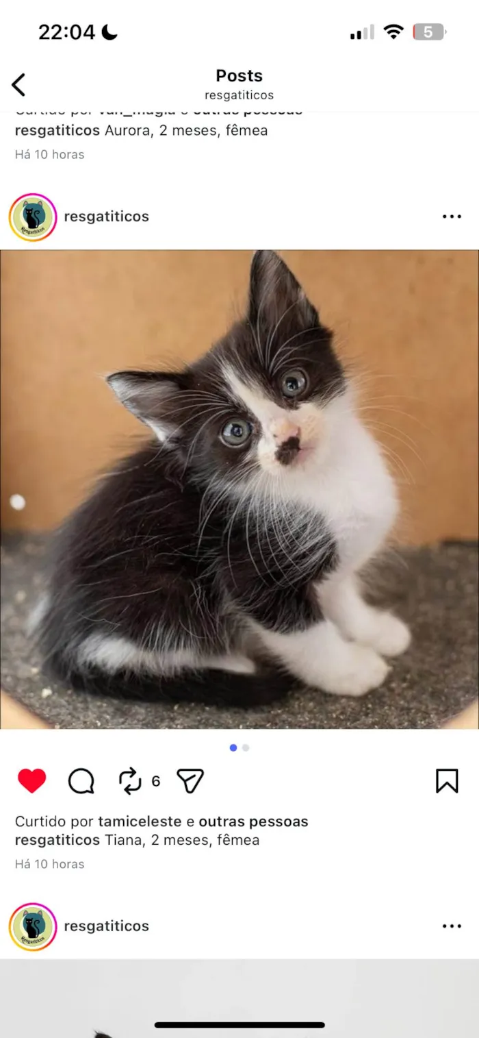 Gato ra a SRD-ViraLata idade 2 a 6 meses nome Tiana