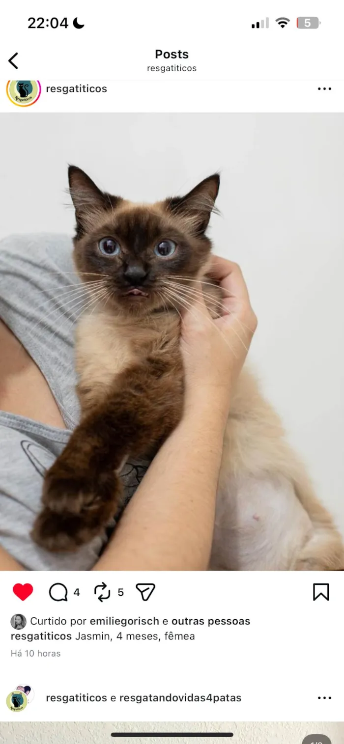 Gato ra a SRD-ViraLata idade 2 a 6 meses nome Jasmin