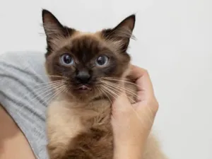 Gato raça SRD-ViraLata idade 2 a 6 meses nome Jasmin