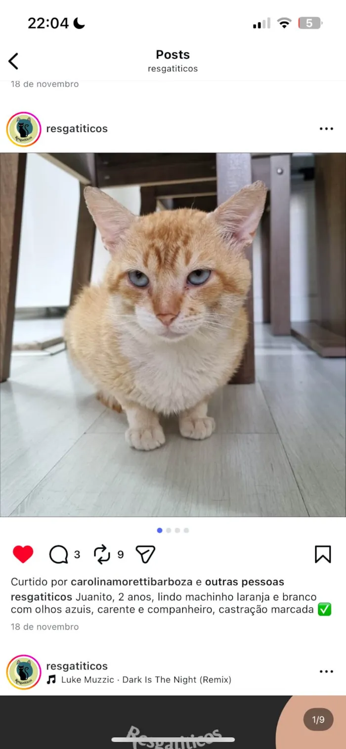 Gato ra a SRD-ViraLata idade 2 anos nome Juanzito