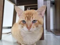 Gato ra a SRD-ViraLata idade 2 anos nome Juanzito