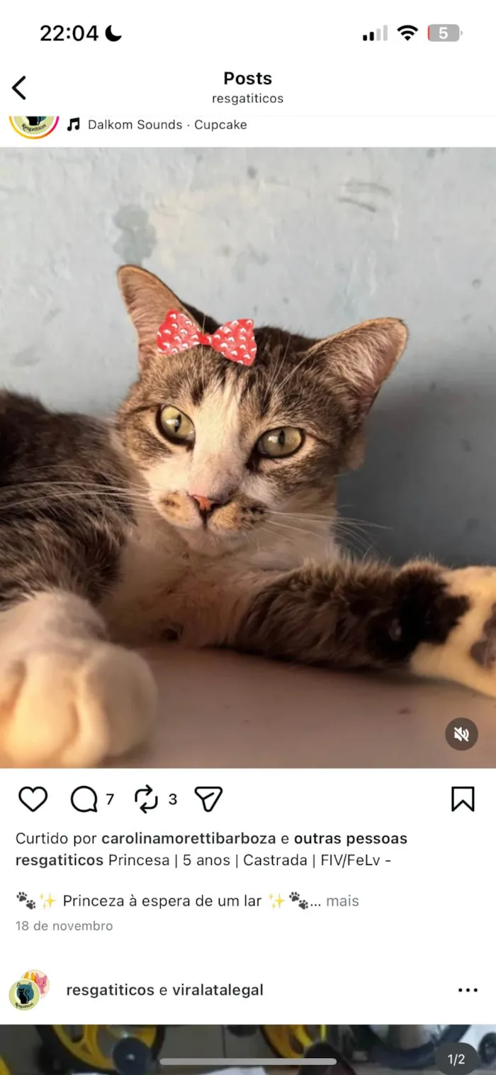 Cachorro ra a SRD-ViraLata idade 4 anos nome Princesa 