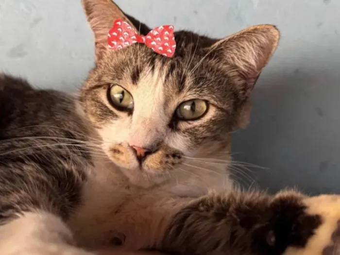 Cachorro ra a SRD-ViraLata idade 4 anos nome Princesa 