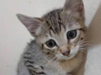 Gato ra a SRD-ViraLata idade Abaixo de 2 meses nome Bento