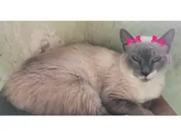 Gato raça SRD-ViraLata idade 3 anos nome Lindinha