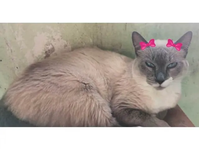 Gato ra a SRD-ViraLata idade 3 anos nome Lindinha
