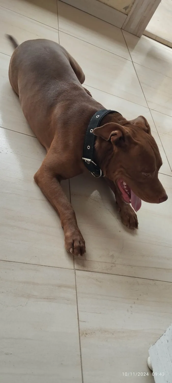Cachorro raça Pit-Bull idade 2 anos nome Apolo