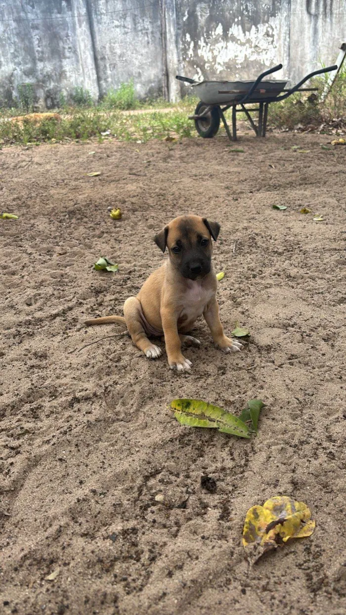 Cachorro ra a SRD-ViraLata idade Abaixo de 2 meses nome Rubem