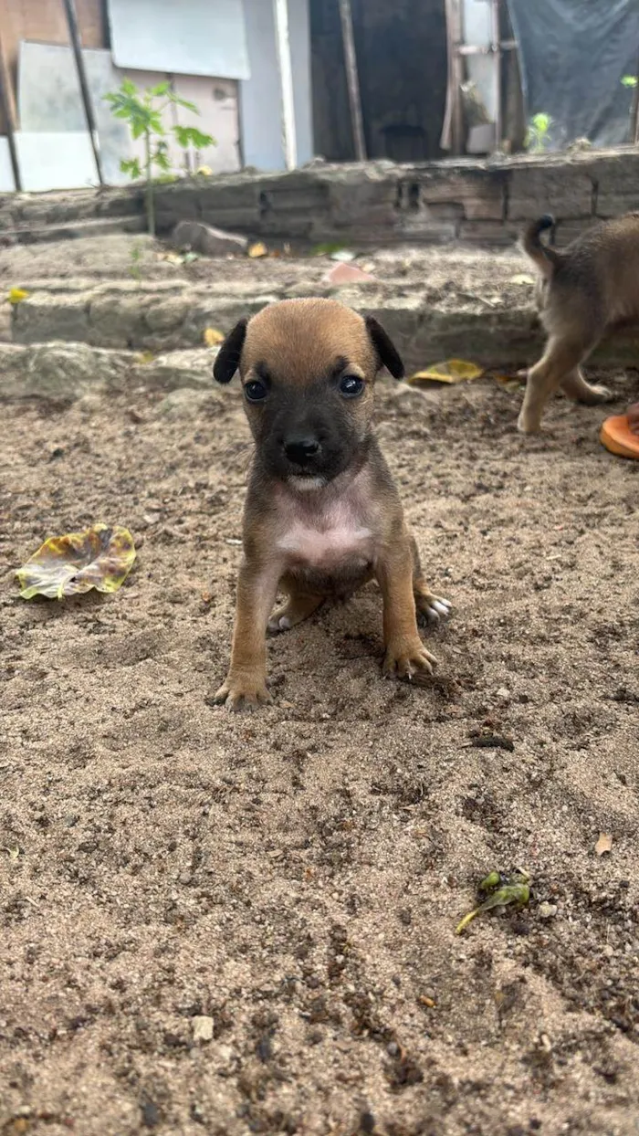 Cachorro ra a SRD-ViraLata idade Abaixo de 2 meses nome Rubem
