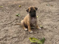 Cachorro ra a SRD-ViraLata idade Abaixo de 2 meses nome Rubem