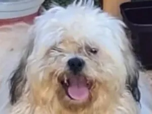 Cachorro raça Shitzu idade 7 a 11 meses nome Bob 