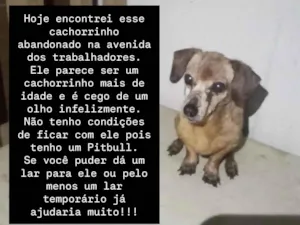 Cachorro raça SRD-ViraLata idade 6 ou mais anos nome Não sei informar 