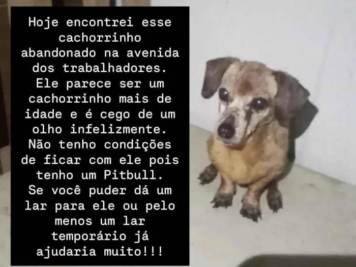 Cachorro ra a SRD-ViraLata idade 6 ou mais anos nome Não sei informar 