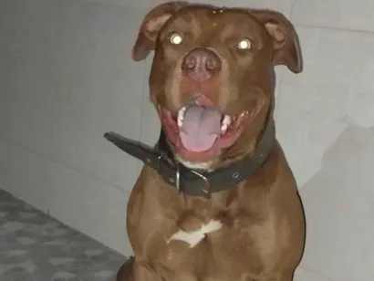 Cachorro raça Pit-Bull idade 2 anos nome Apolo