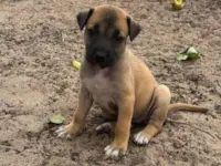 Cachorro raça SRD-ViraLata idade Abaixo de 2 meses nome Rubem