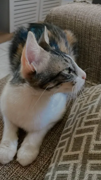 Gato ra a SRD-ViraLata idade 1 ano nome Lua