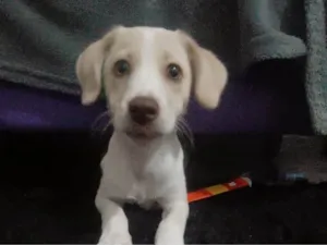 Cachorro raça SRD-ViraLata idade Abaixo de 2 meses nome Lua