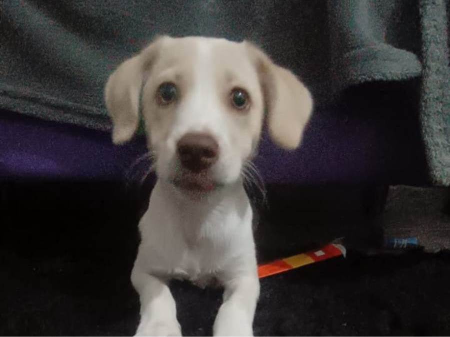 Cachorro ra a SRD-ViraLata idade Abaixo de 2 meses nome Lua