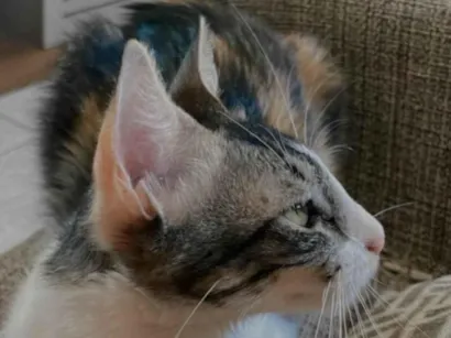 Gato raça SRD-ViraLata idade 1 ano nome Lua