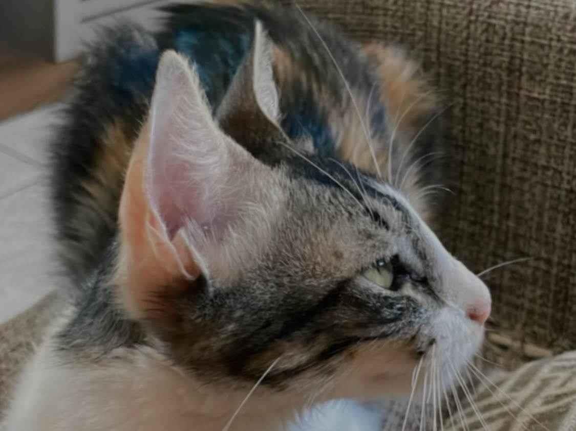 Gato ra a SRD-ViraLata idade 1 ano nome Lua