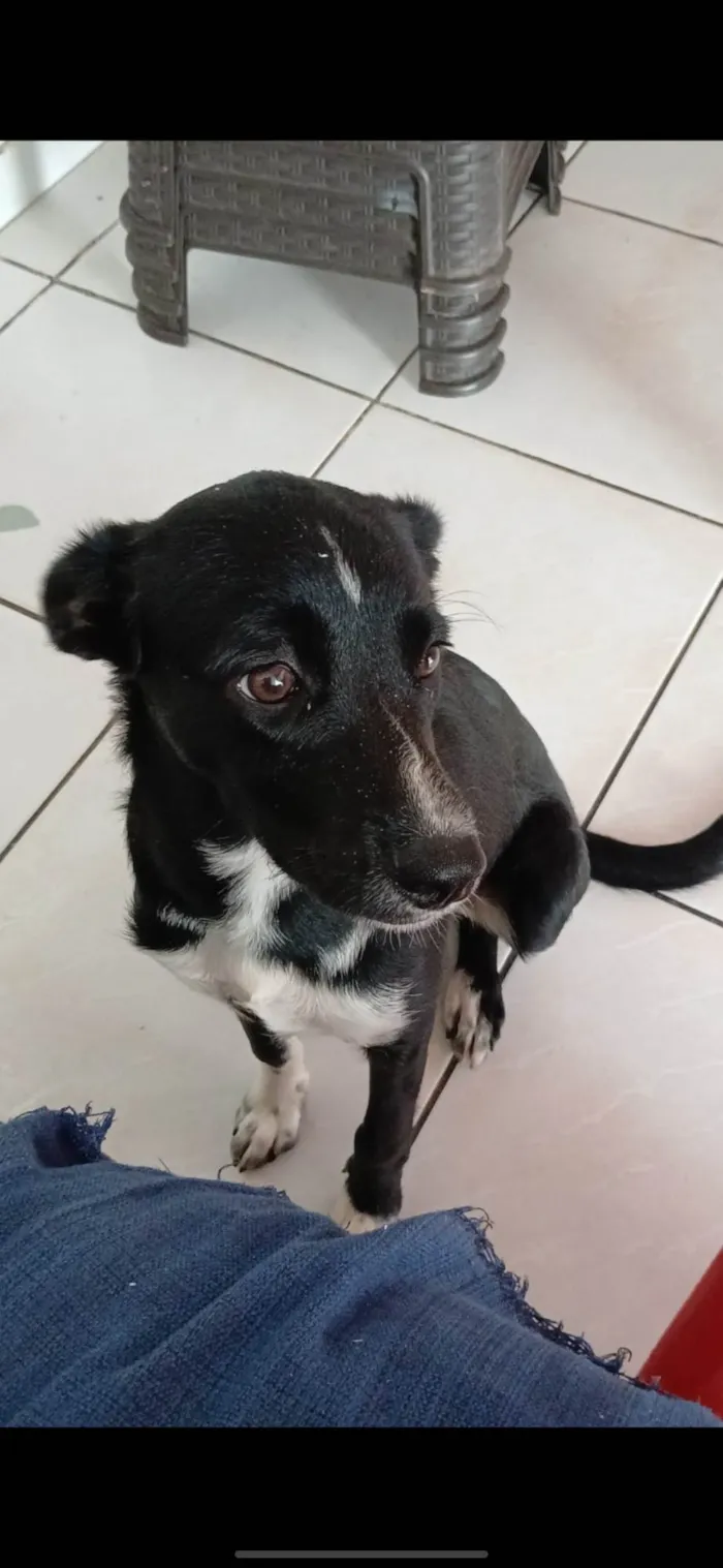 Cachorro ra a SRD-ViraLata idade 1 ano nome Sabrina